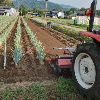 本場下仁田町認定 葱の会会員がつくった下仁田葱 (LLサイズ11本)