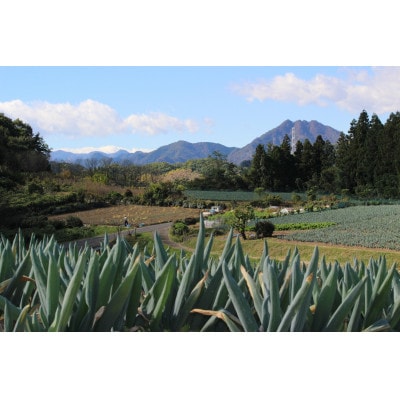愛情込めて育てた下仁田葱食べ比べセット(M2本・L2本・LL3本)
