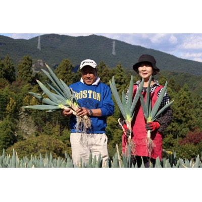 愛情込めて育てた下仁田葱食べ比べセット(M2本・L2本・LL3本)