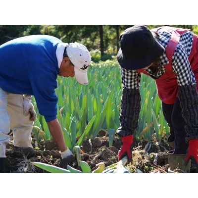 愛情込めて育てた下仁田葱(Sサイズ15本)