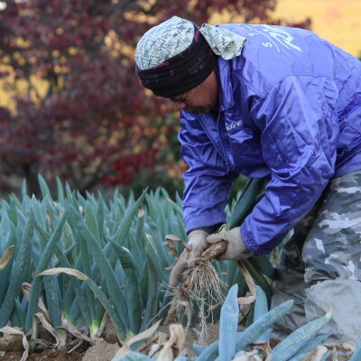 別名【殿様ねぎ】大澤農園の下仁田葱(L 24本)