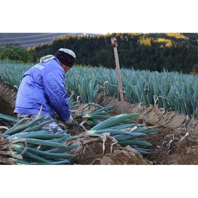 別名【殿様ねぎ】大澤農園の下仁田葱(L 20本)