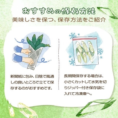 別名【殿様ねぎ】大澤農園の下仁田葱(L 20本)