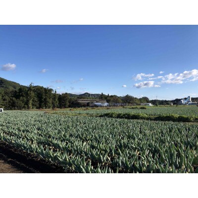 本場下仁田産!下仁田ネギ　【Mサイズ25本】　寒い冬に最高のすき焼きを♪