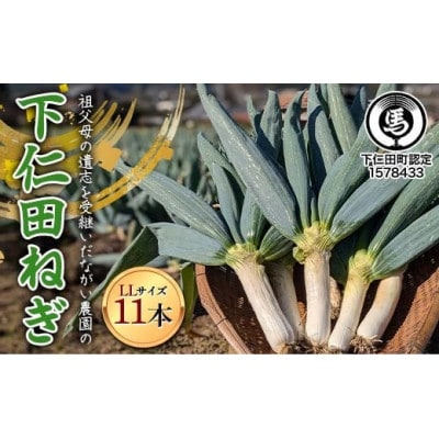 【伝統野菜】祖父母の遺志を受継いだながい農園の下仁田ねぎ(LLサイズ11本) 群馬県下仁田町産