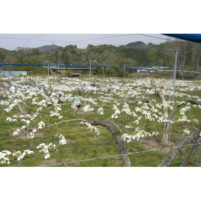 南信州阿智村　梨【幸水】5kg