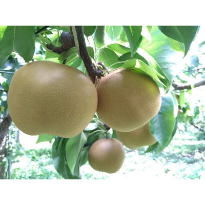 南信州阿智村　梨【豊水】5kg