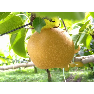 南信州阿智村　梨【南水】5kg