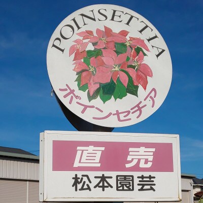 【2022年12月発送】ポインセチア「ペルフィマースレッド」5号 ツリー仕立て