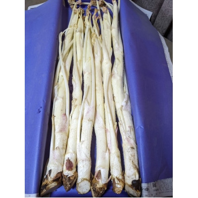 【季節限定・1月中旬〜3月下旬発送】江戸東京野菜東京ウド　4kg