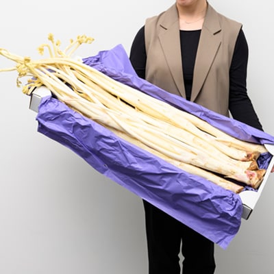 【季節限定・1月中旬〜3月下旬発送】江戸東京野菜東京ウド　4kg