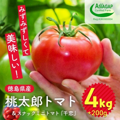 桃太郎トマト 4kg スナックミニトマト千恋 200g セット 009-101