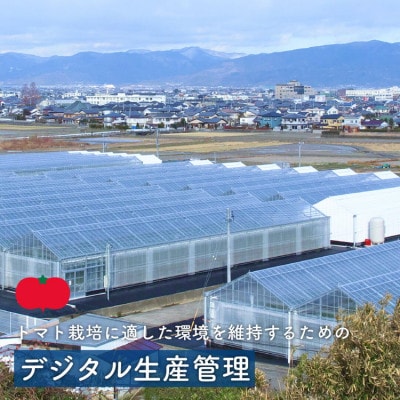 桃太郎トマト 4kg スナックミニトマト千恋 200g セット 009-101