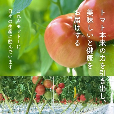 桃太郎トマト 4kg スナックミニトマト千恋 200g セット 009-101