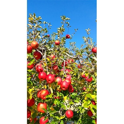 ■2024年～2025年1月中旬迄発送■信州須坂産　昔ながらの甘いサンふじりんご約5kg