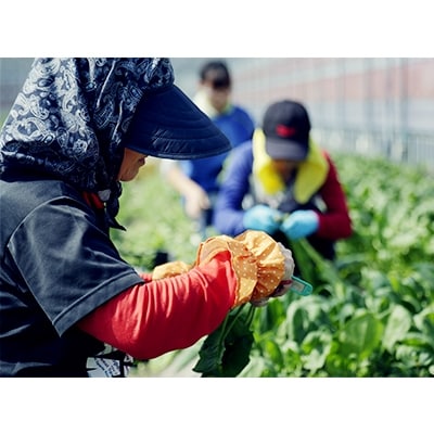 【土佐野菜】旬の野菜の詰め合わせと栽培期間中に農薬不使用の生姜500g付き