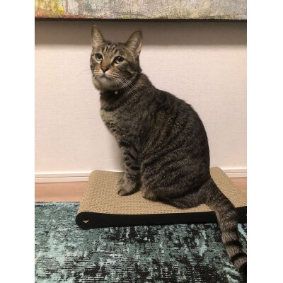 猫の爪とぎ・Trial　2個セット(黒) AL-059