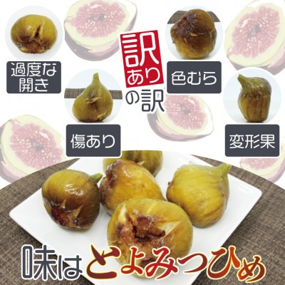 訳あり冷凍いちじく「とよみつひめ」500g×2袋(1kg) (行橋市)