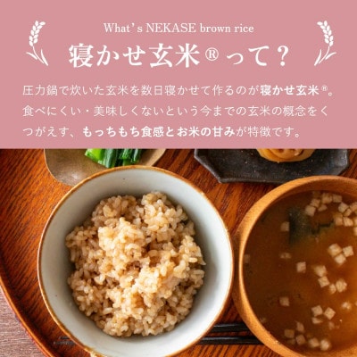 【ふるさと玄米】寝かせ玄米ごはんパック 福岡県行橋市産【160g×24食セット】(行橋市)