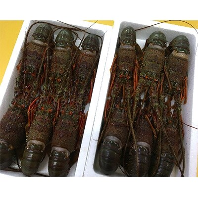 ≪生冷≫房州産伊勢海老 鍋用・みそ汁用12尾