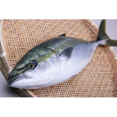 養殖ハーブブリ スキンレスフィレ【カマ無し・皮無し3枚下し】約2.4kg
