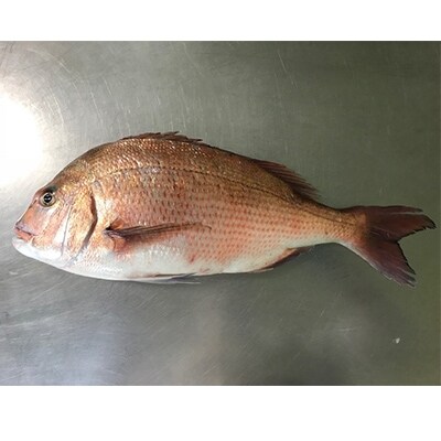 養殖タイ スキンレスフィレ【カマ無し・皮無し3枚下し】約500g