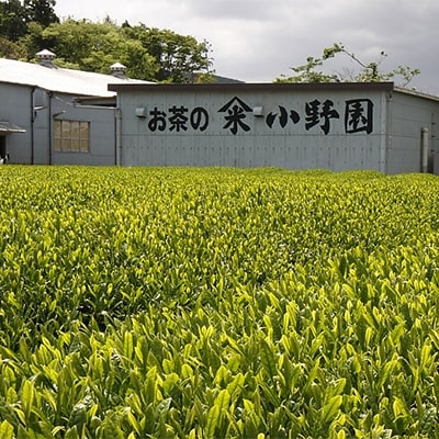 老舗の高級深蒸し茶　「小野園の特撰味くらべ」