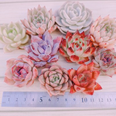 多肉植物寄せ植え苗おまかせ10苗セット(小～中苗)