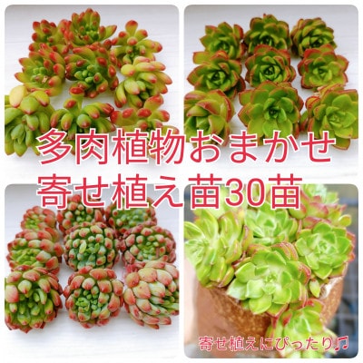 多肉植物　おまかせ　寄せ植え30苗セット