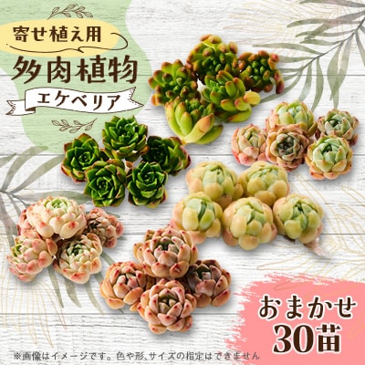 多肉植物　おまかせ　寄せ植え30苗セット