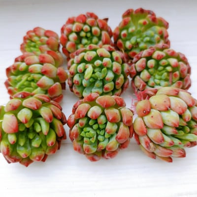 多肉植物　おまかせ　寄せ植え30苗セット