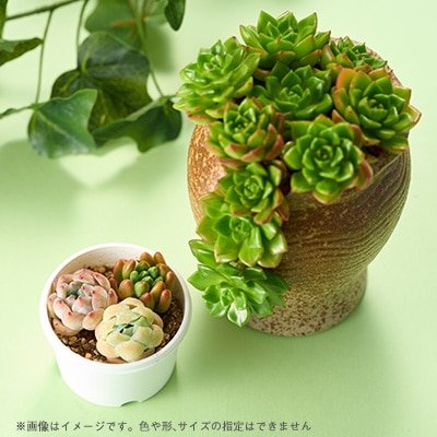 多肉植物　おまかせ　寄せ植え30苗セット