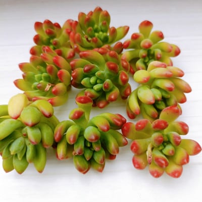 多肉植物　おまかせ　寄せ植え30苗セット