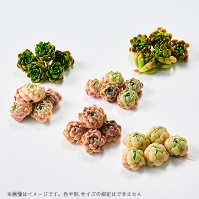 多肉植物　おまかせ　寄せ植え30苗セット