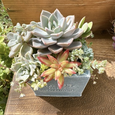 そのまま飾れる多肉植物のおまかせ寄せ植え　観葉植物　育て方付き　約10cm