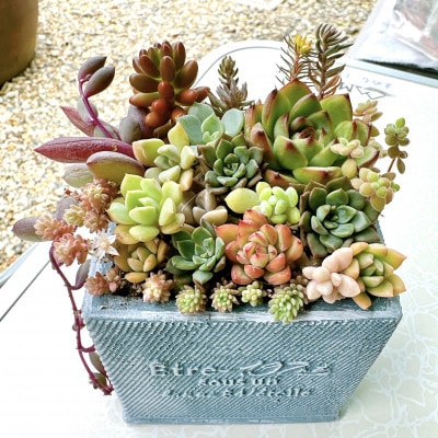 そのまま飾れる多肉植物のおまかせ寄せ植え　観葉植物　育て方付き　約10cm