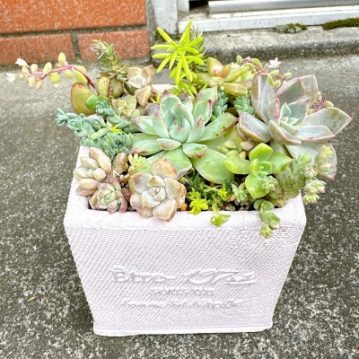 そのまま飾れる多肉植物のおまかせ寄せ植え　観葉植物　育て方付き　約10cm