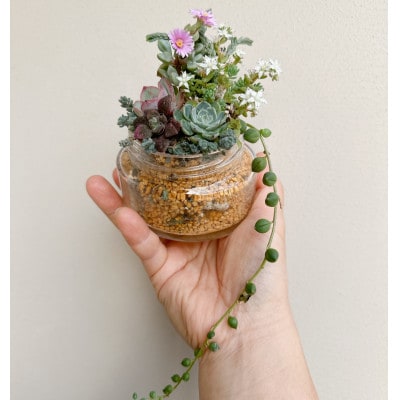 そのまま飾れる多肉植物のおまかせ寄せ植え 長く楽しめる寄せ植え　約8cm