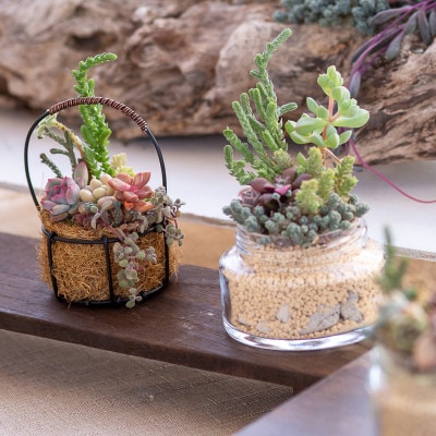 そのまま飾れる多肉植物のおまかせ寄せ植え 長く楽しめる寄せ植え　約8cm