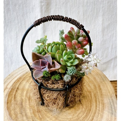 そのまま飾れる多肉植物のおまかせ寄せ植え 長く楽しめる寄せ植え　約8cm