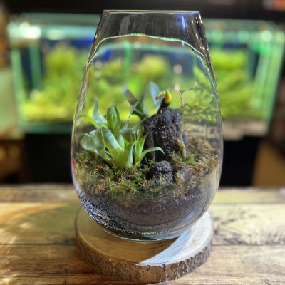 ボトルテラリウムワークショップ　2名様分