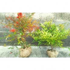 紅葉が美しい♪赤・白南天 樹高 赤・約60cm 白・約50cm 取扱説明書付き