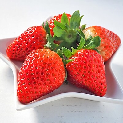 イチゴ1kg 2品種食べ比べセット Ja阿波町いちご部会 お礼品詳細 ふるさと納税なら さとふる イチゴ1kg 2品種食べ比べセット Ja阿波町いちご部会 お礼品詳細 ふるさと納税なら さとふる