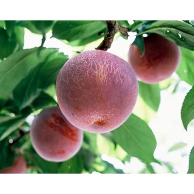 すもも 【 貴陽 】　大玉　約1.8kg　化粧箱入り (2025年発送分)