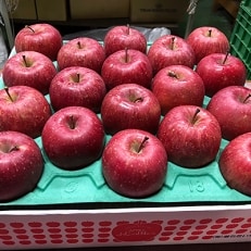 藤崎町の農家さんがお勧めする 贈答用りんご サンふじ約5kg