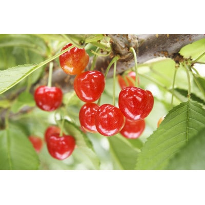 《先行受付》2025年 山形県産 紅さやか バラ詰(パック) 500g