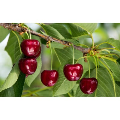 《先行受付》2026年 山形県産 サミット バラ詰 700g