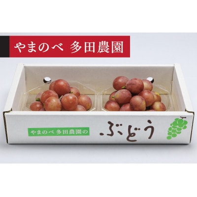 《先行受付》2026年 山形県産 クイーンニーナ ダイヤパック 250g×2