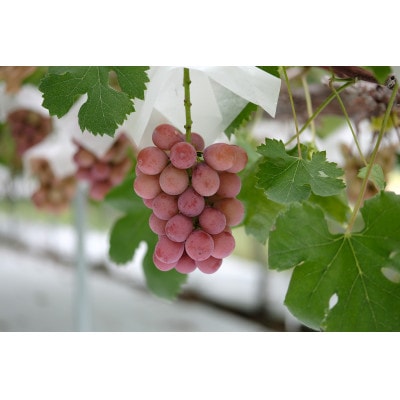 《先行受付》2026年 山形県産 クイーンニーナ ダイヤパック 250g×2