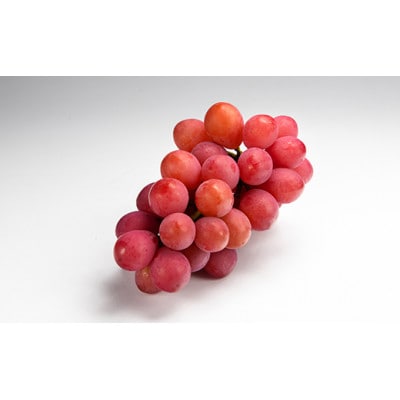 《先行受付》2026年 山形県産 クイーンニーナ ダイヤパック 250g×4